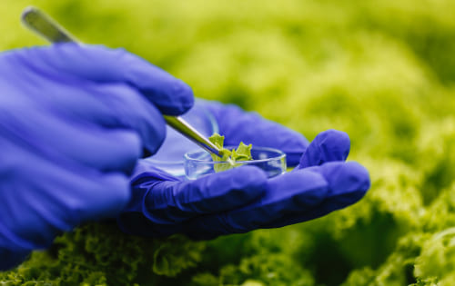 Nano-Biopesticides